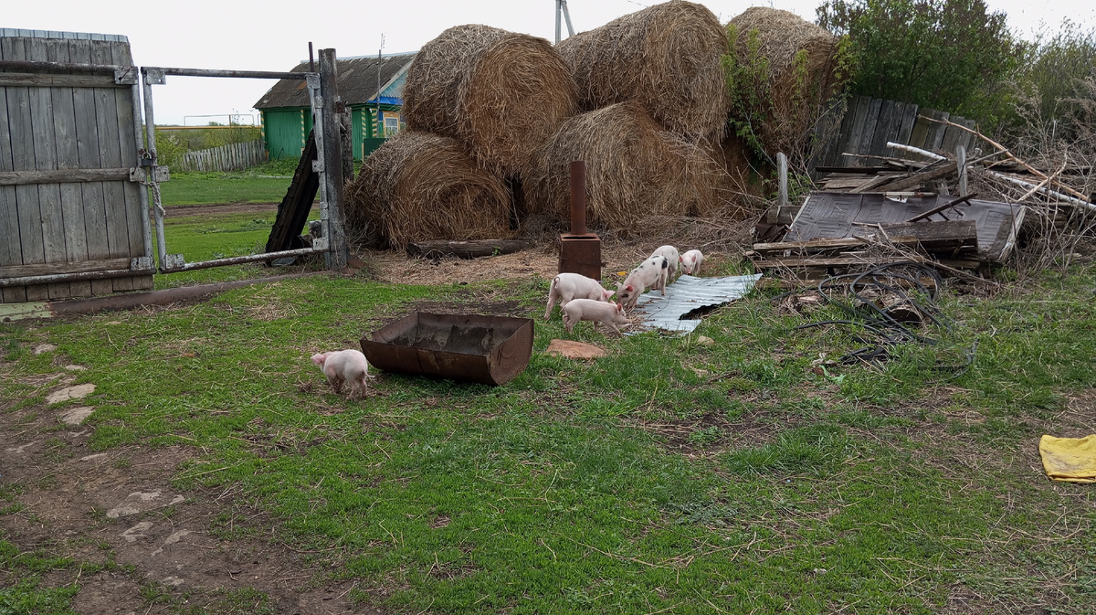 Гуляют, хрюни.