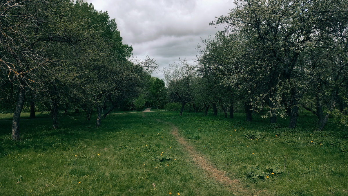 Тропа вдоль яблонь.