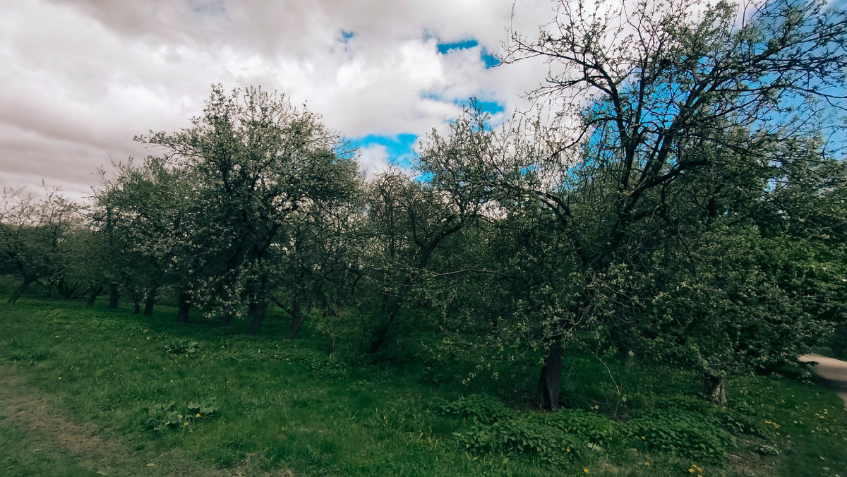 Яблони.