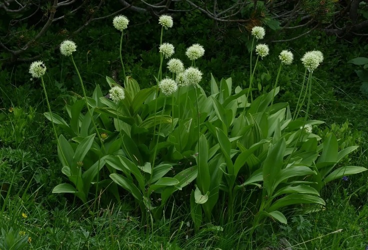 Фото с сайта bigenc.ru