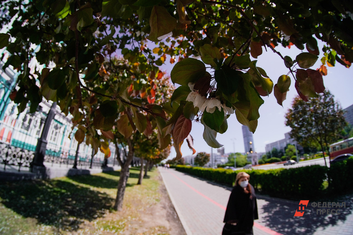 В Тюмени расцвели яблони.  Фото: ФедералПресс / Полина Зиновьева