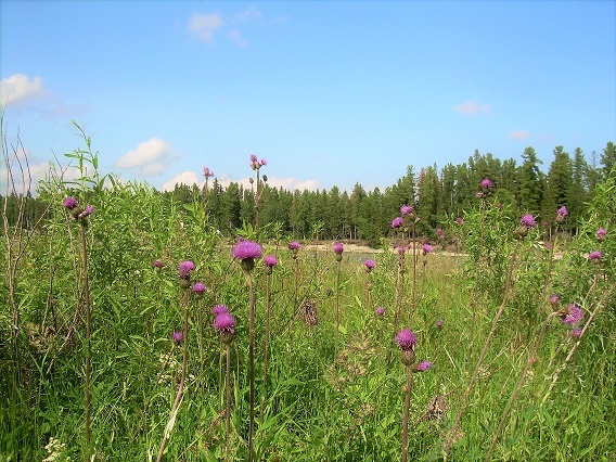 Фотографии Татьяны Немшановой. Пойменный луг реки Ятрия. Лето в тайге. Западная Сибирь, Приполярный Урал, Зауралье, Тайга Крайнего Севера, окрестности села Саранпауль. 