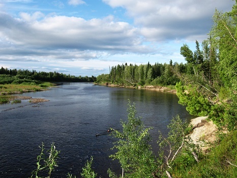 Фотографии Татьяны Немшановой. Река Ятрия. Окрестности села Саранпауль. Тайга Крайнего Севера Западной Сибири ХМАО Югра, Зауралье, Приполярный Урал, Таёжное село Саранпауль. Место произростания дикого щавеля.