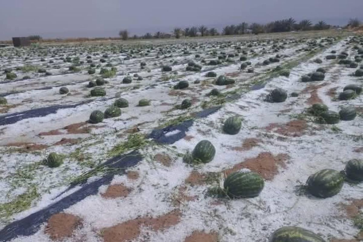Фото: Ахмед Булджид