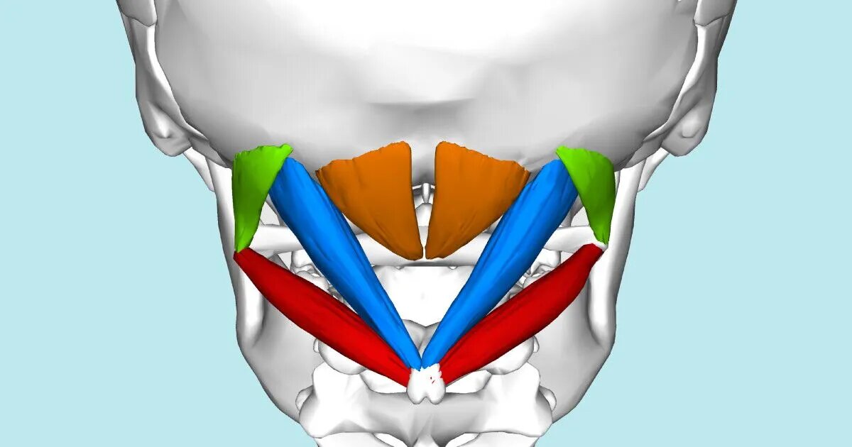 Что такое подзатылочные мышцы?