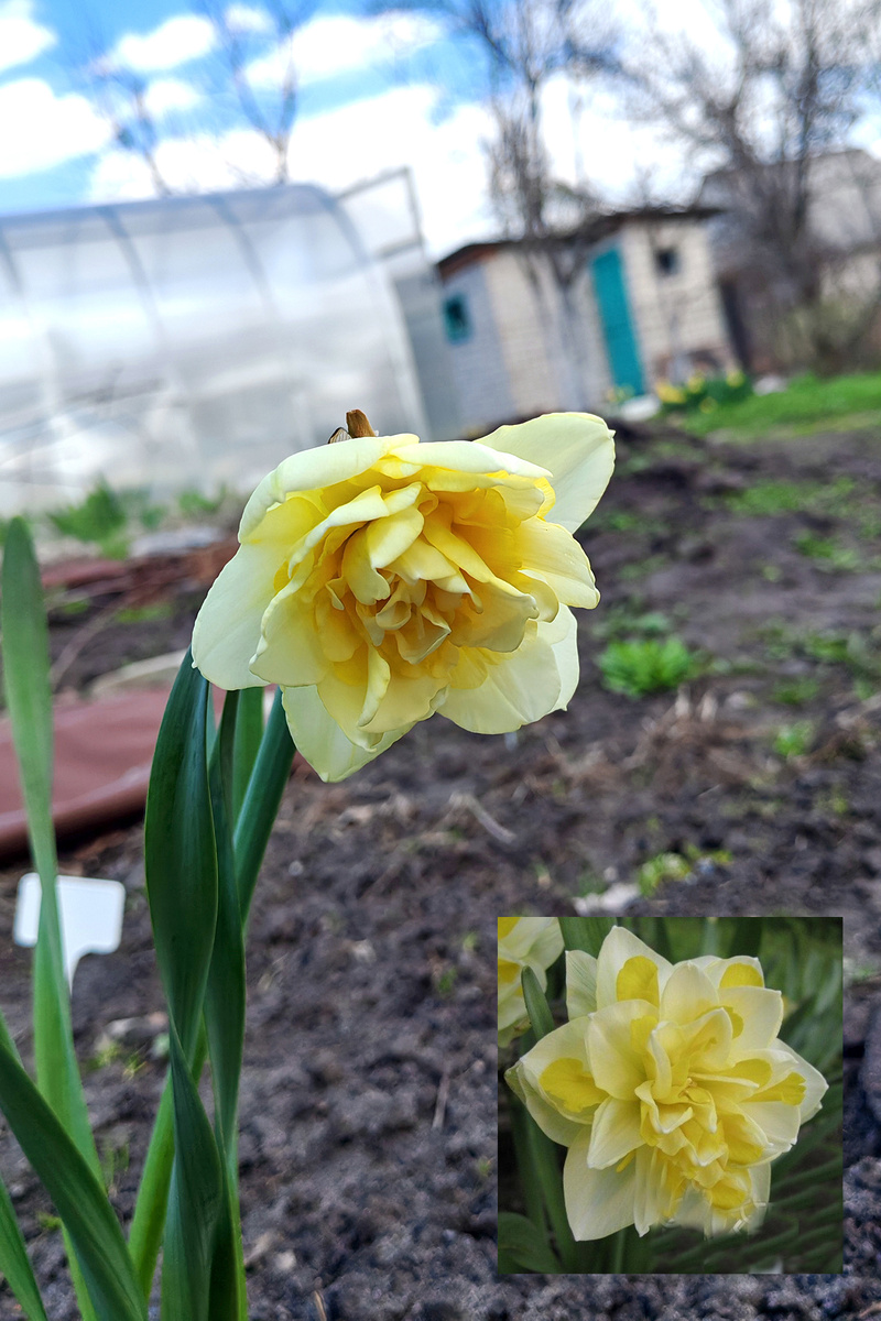 сорт Great Leap в моем саду и как должен выглядеть