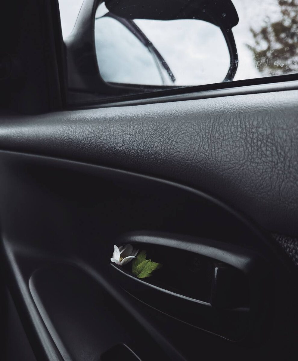 Ветреничка лесная