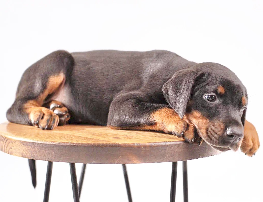 Купить щенка добермана. РКФ. 