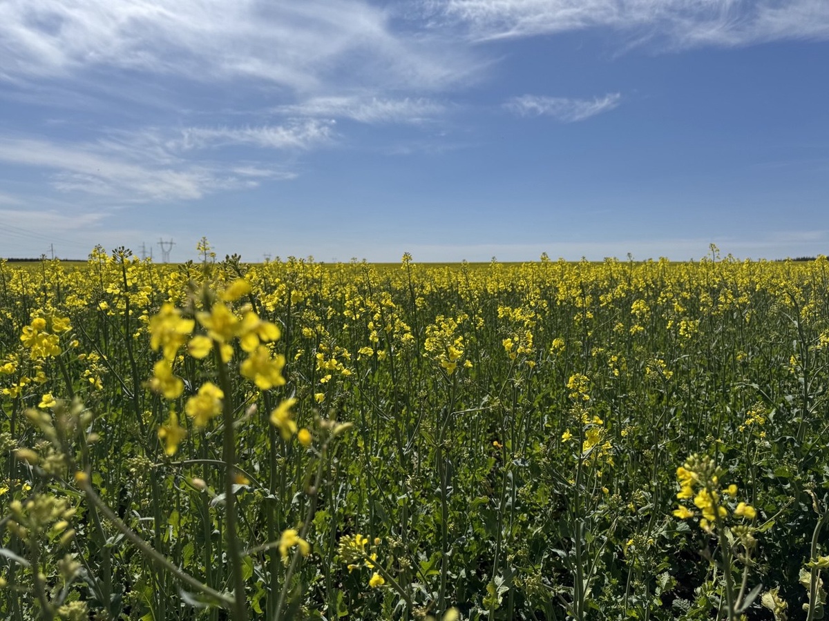 Мы долго пытались выяснить, что это так красиво цветет. Пришли к выводу, что это рапс. Фото автора канала.