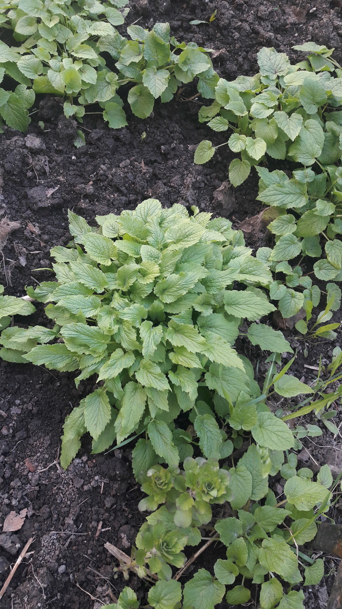 Кустики колокольчиков