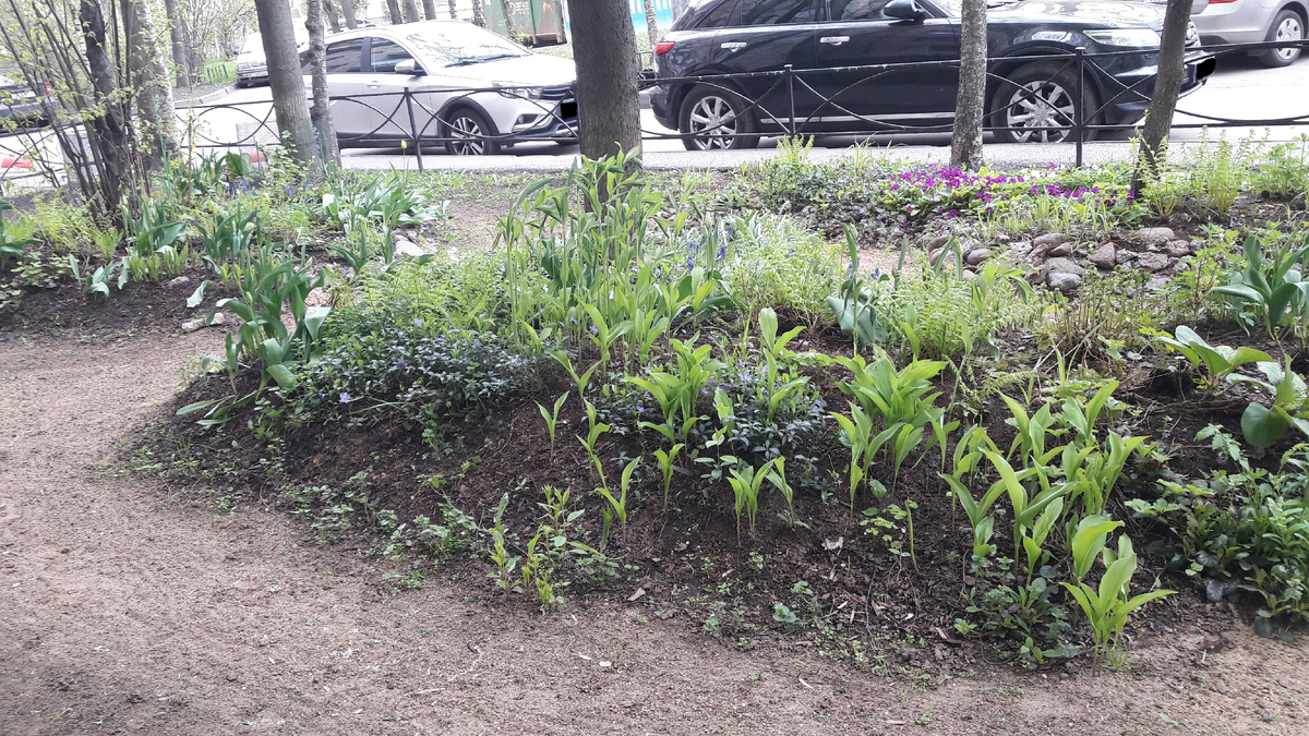 Для этого места я подращивала чистец и черенки бересклета Форчуна, но кто-то нетерпеливый решил иначе. 