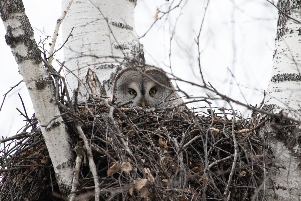 Бородатая неясыть в гнезде, фото Евгения Попова