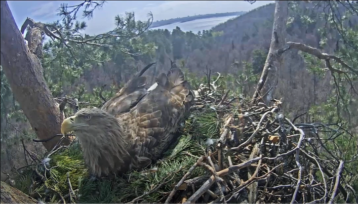 Орлан-белохвост в гнезде, скрин с онлайн-трансляции