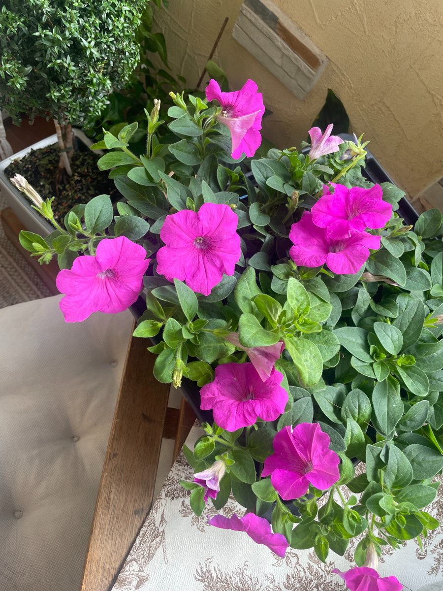 что делать с петунией после покупки