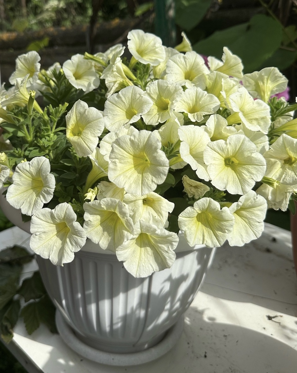 посадка петунии