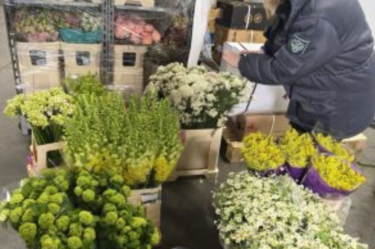    Зарубежные цветоводы нарастили поставки в Калининградскую область