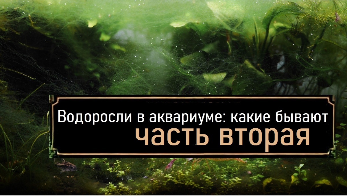 В этой части будем бороться с сине-зелеными, вьетнамкой 