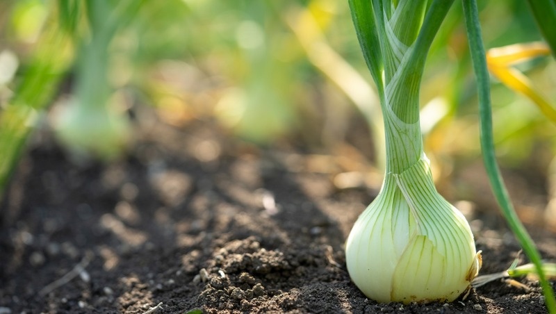 Фото: @user6146843 / freepik.com
