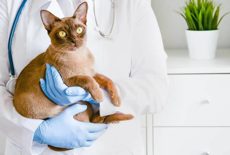 Заболевания почек у собак и кошек: как заботиться о здоровье почек ваших питомцев