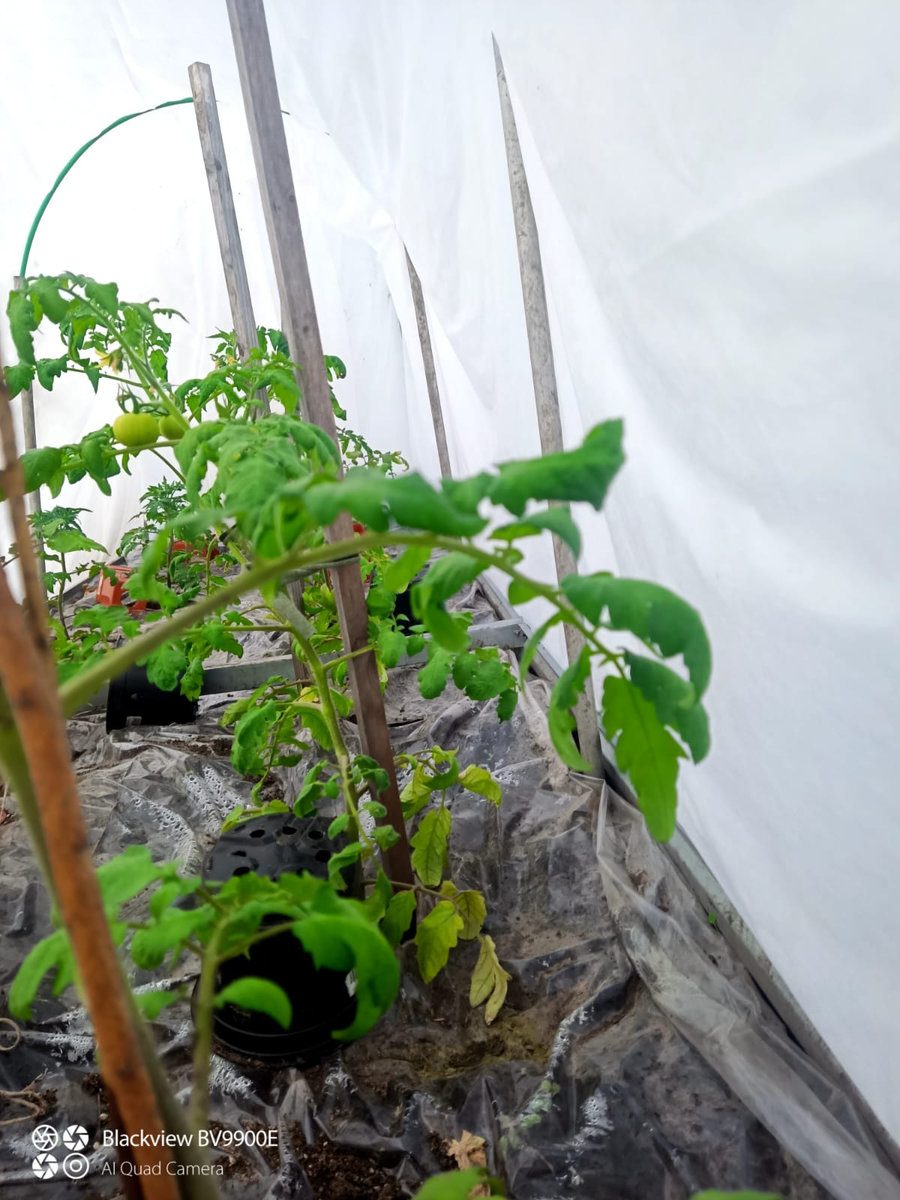 6 мая, томатики две недели в тройном укрытии