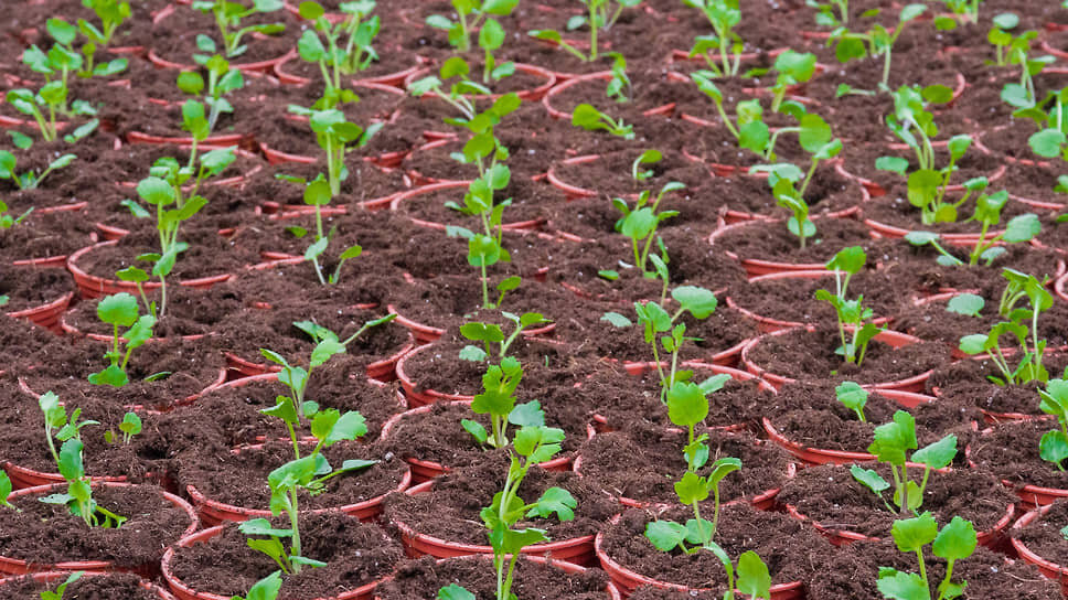 Фото: Илья Галахов / Коммерсантъ