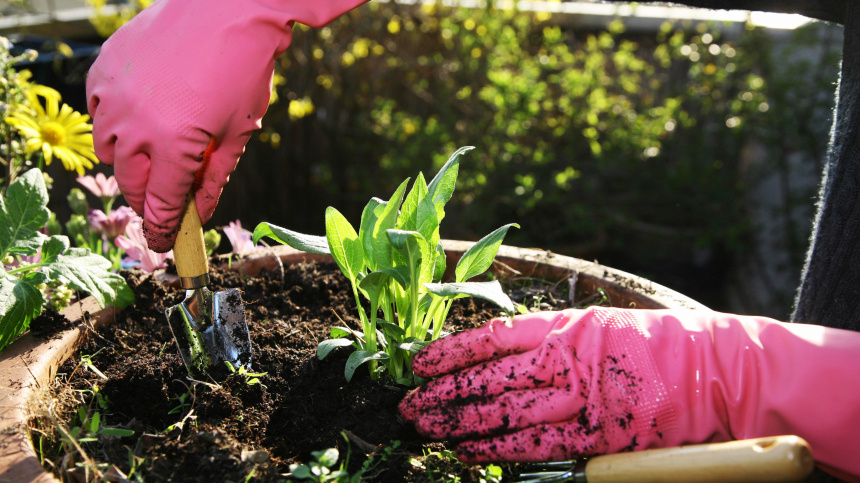    Фото: www.globallookpress.com / Stefan Obermeier; 5-tv.ru