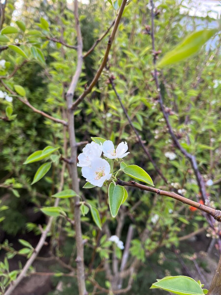 Груша "Чижовская" саженцы из питоиника Миросад