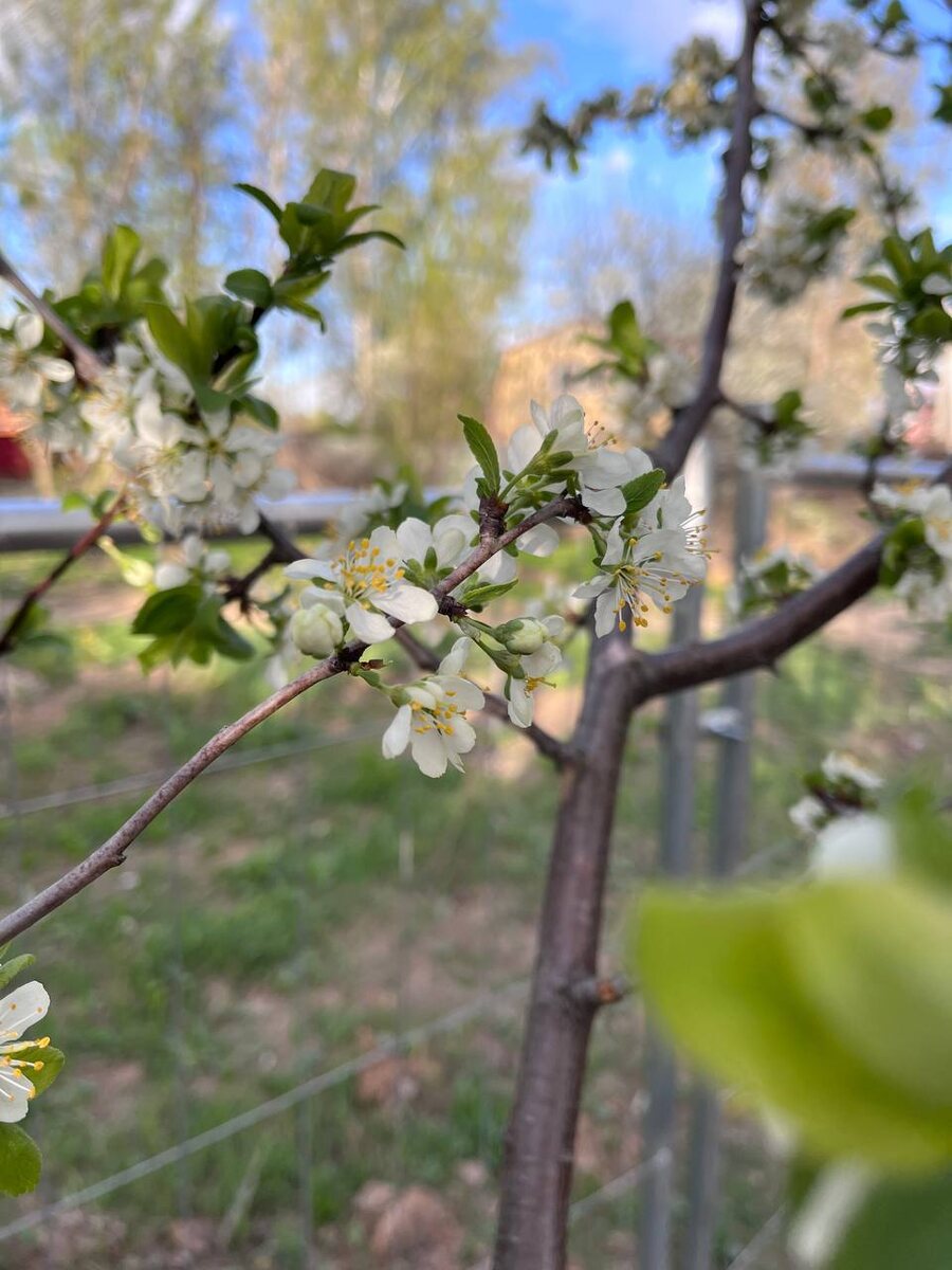 Слива "Богатырская" саженцы из питомника Миросад