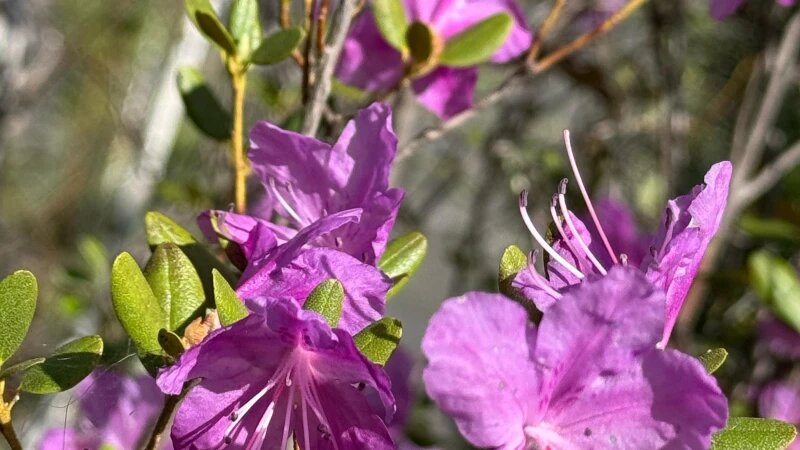     Маральник. altapress.ru