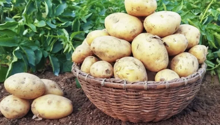 ранняя картошка