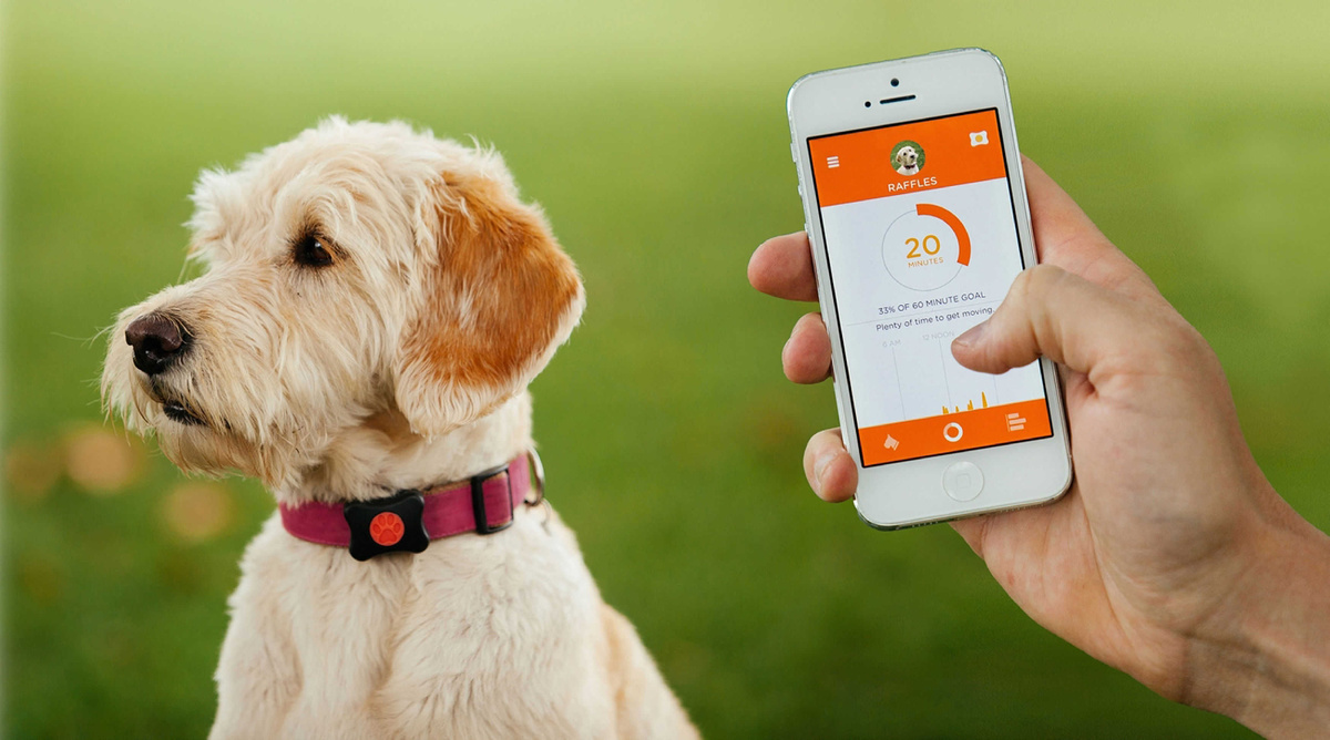 Топ-5 лучших трекеров для собак в 2025 году