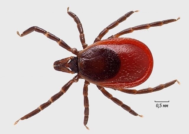    Таёжный клещ Фото: ГБУ РТ «АВАРИЙНО-СПАСАТЕЛЬНАЯ СЛУЖБА»