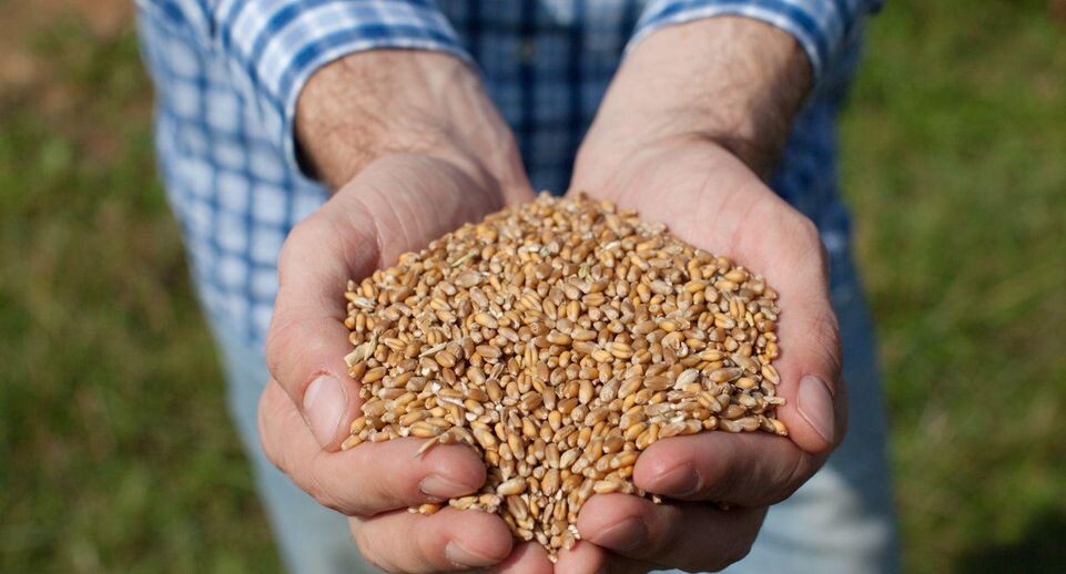    Медиаархив Подмосковья