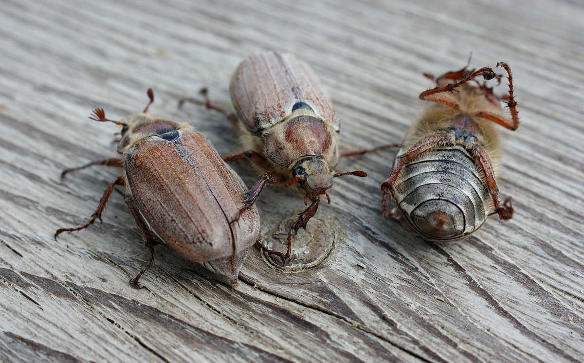 Все живые, просто днём они сонные. 