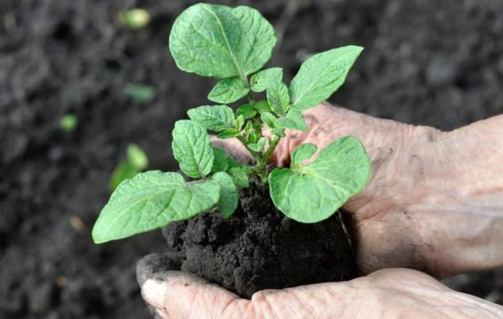 картофельные ростки