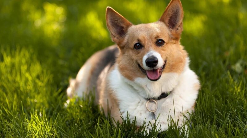     Корги. Собака. СС0