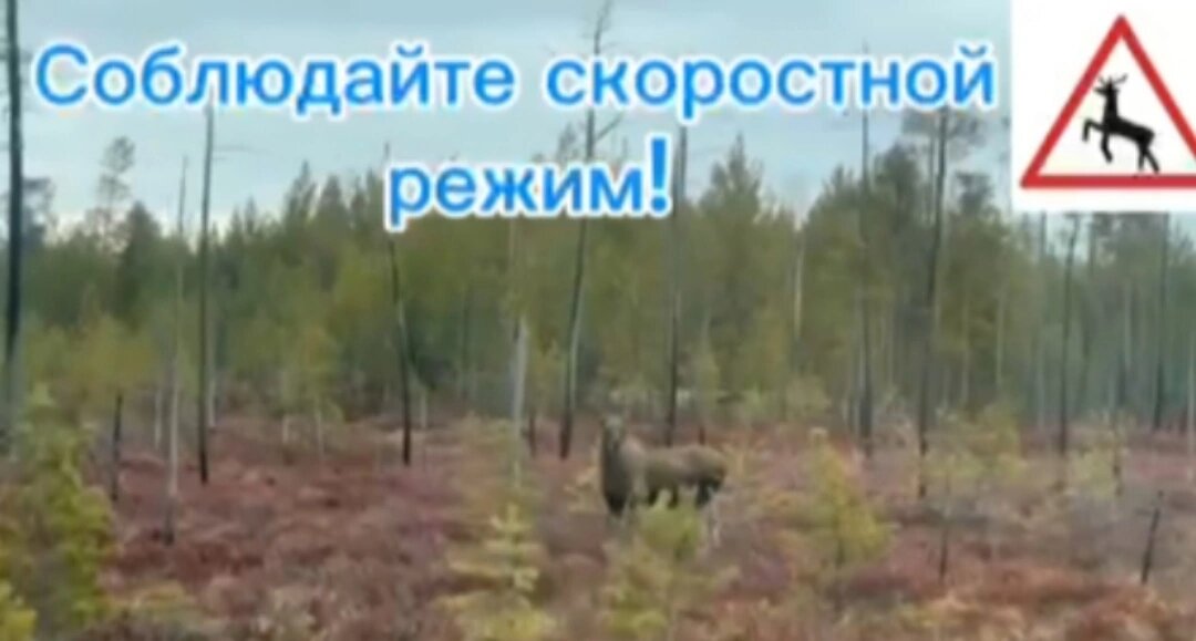    У трассы «Югра» в Советском районе заметили семейство лосей