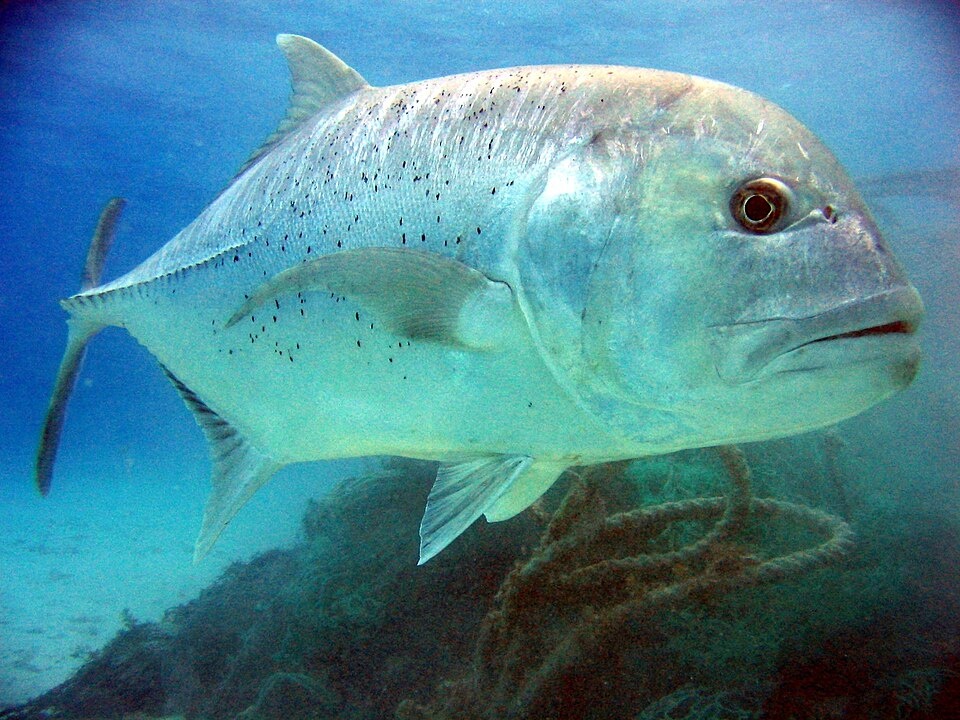 Гигантский каранкс (Giant Trevally, GT)