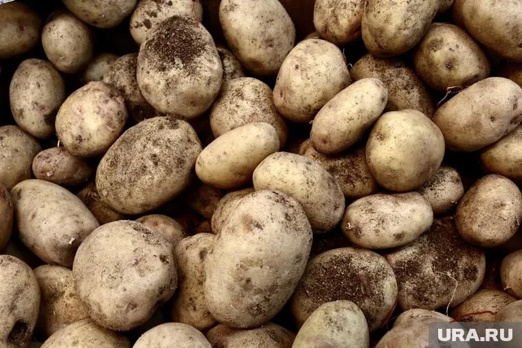 В России средняя розничная стоимость картофеля составляет около 85 рублей за килограмм. Фото: Денис Моргунов © URA.RU
