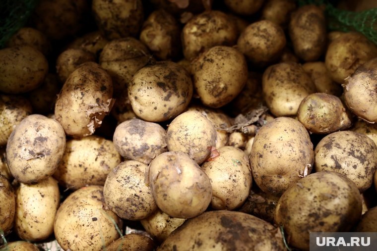 Согласно данным Росстата, картофель в настоящее время стоит 85,4 рубля за килограмм. Фото: Денис Моргунов © URA.RU