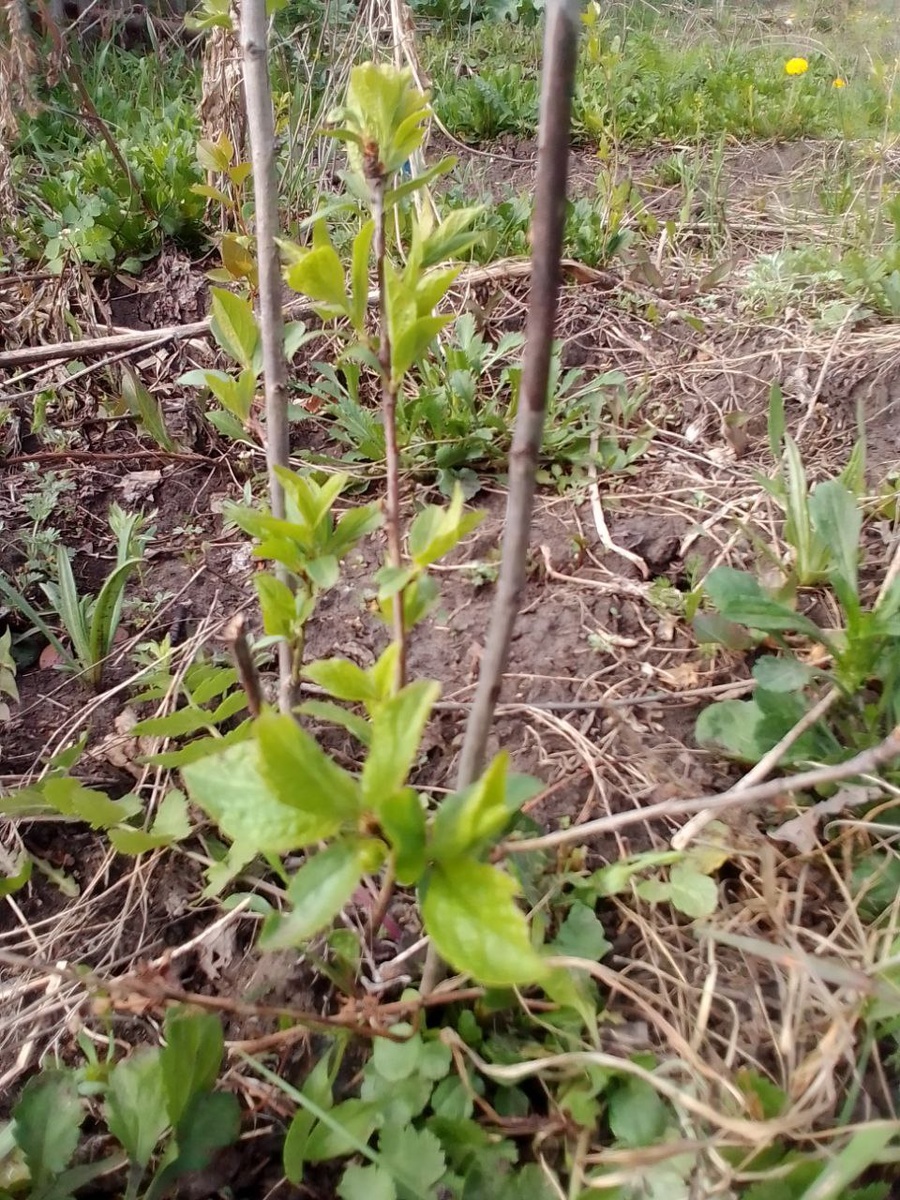 Слива после подтопления