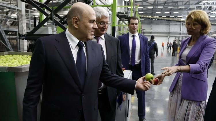    К 2028 году в России будут производить почти 2,5 млн т разных сортов яблок