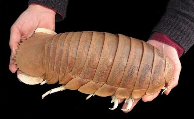 Взято из открытых источников