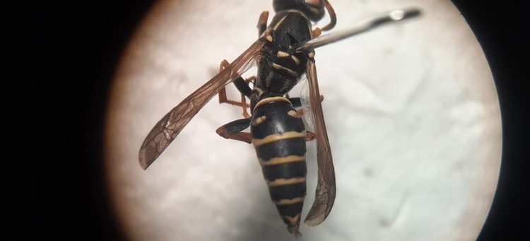    Где в России ос загрязнил микропластик больше всего