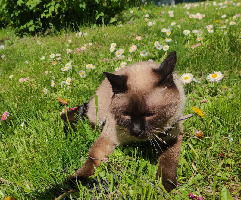 Обгрызла газон