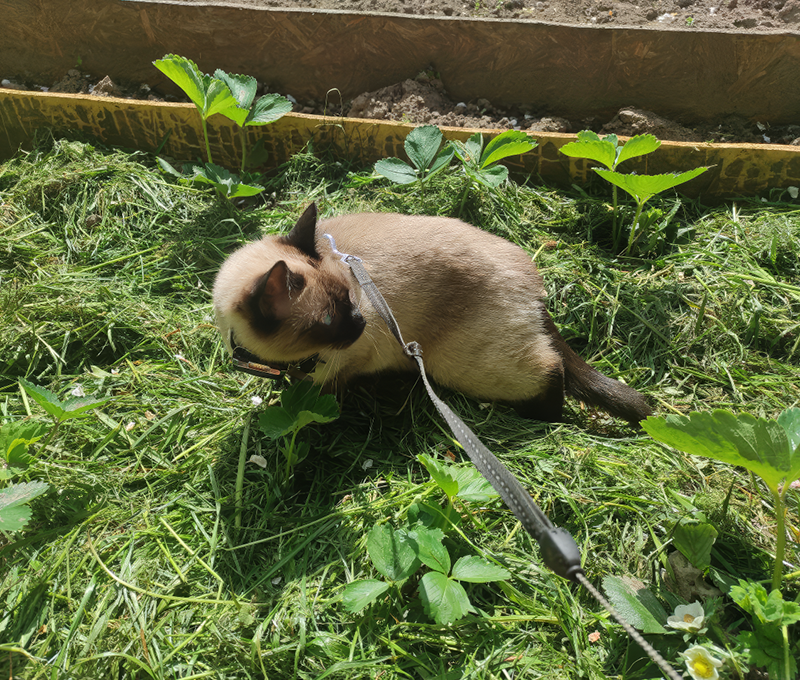 Труженица полей