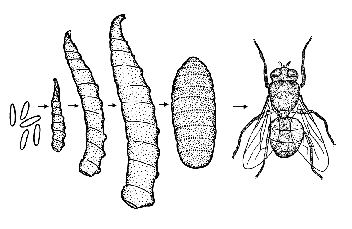Цикл развития мухи