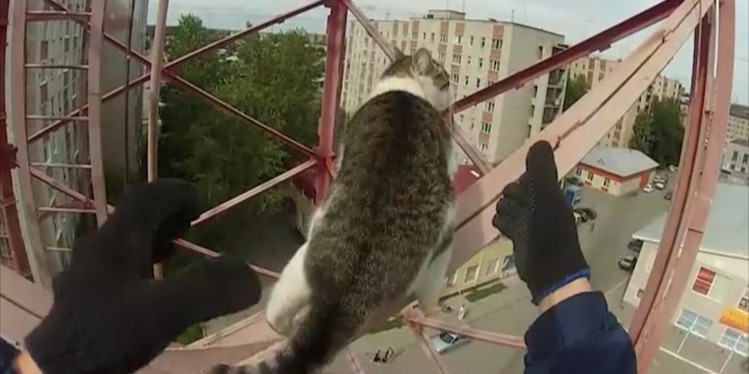 От спасения кошек до боевых операций: чем живёт Тюменская служба экстренного реагирования