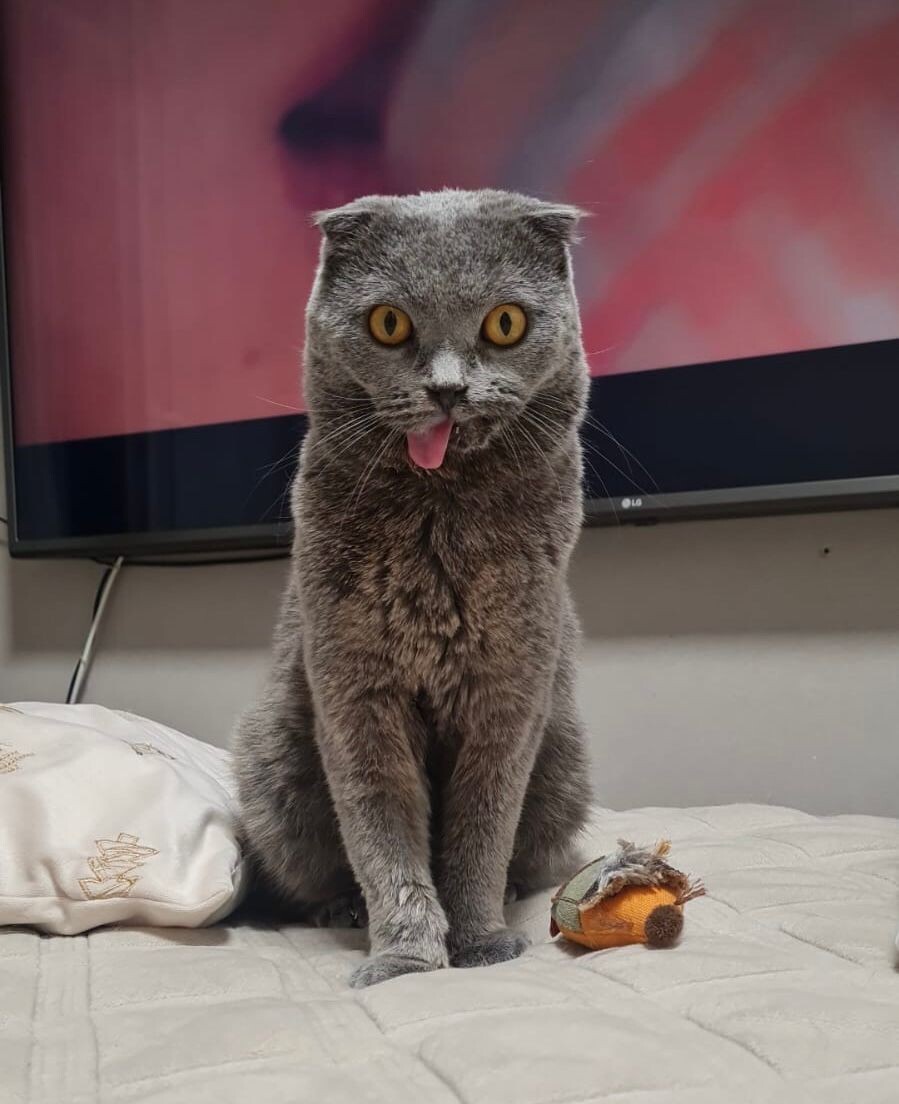 А еще Плюш - обладатель редкой (но часто свойственной именно вислоухим) группы крови В.