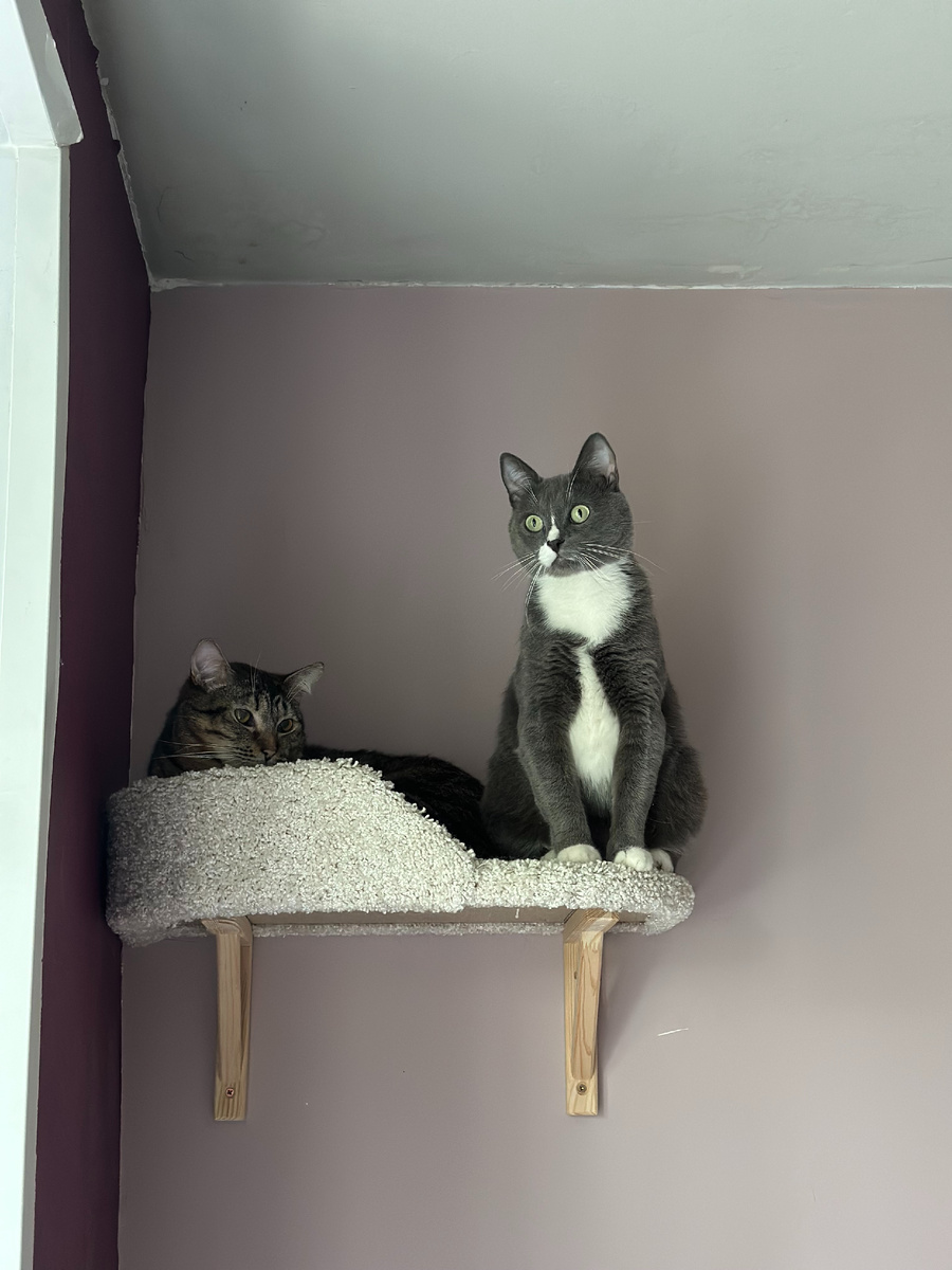 Сильвер - абсолютно обычный метис с редкой группой крови В. Он лейкозник, и, скорее всего, рано или поздно придется впопыхах и истерике искать ему донора с такой же редкой группой. Найдем ли? Успеем ли?